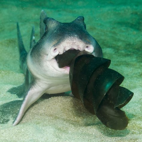 https://flic.kr/p/gpVoJ9 | Crested Horn Shark Lunch | Feeding on the eggs of a Port Jackson Shark. I wrote in my blog about the observation. Port Jackson Shark, Horn Shark, Shark Images, Nurse Shark, Shark Family, Deep Sea Creatures, Cute Shark, Creature Feature, Silly Animals