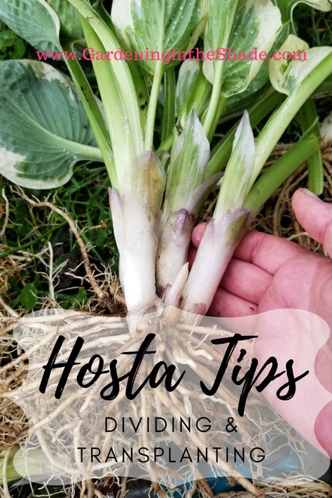 How to Divide Hosta for Transplanting How To Divide Hostas, Hostas Garden Ideas, Hosta Gardens Layout, Hosta Garden Ideas, Planting Hostas, Hostas Garden, Transplant Hostas, Patio Ideas Backyard, Hosta Care