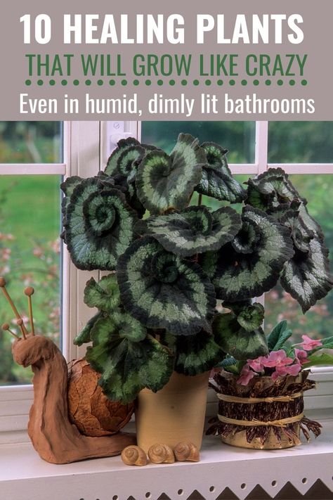 Bathrooms deserve to be decorated with lush greenery just like every other room in the house – but it can be tricky to find a plant that thrives here. Low light, high humidity, and warm temperatures mean only certain houseplants will flourish.Let’s look at some of the best bathroom plant choices! Humid Plants, Low Light High Humidity Plants, Beneficial House Plants, High Humidity Plants, Humidity Plants, Bathroom Plant, Best Bathroom Plants, Natural Beauty Recipes, Herb Gardens