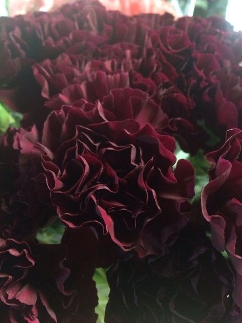 Deep Burgundy Carnation Burgundy Carnations, Burgundy Bouquet, Flower Identification, Outdoor Fall Wedding, Shades Of Burgundy, Carnation Flower, Colorful Bouquet, Burgundy Flowers, Wedding Tables