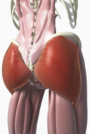 What are the Gluteus Muscles?: The glutes are comprised of three muscles, the largest being the gluteus maximus. Gluteus Maximus, Buns Of Steel, Gluteus Medius, Leg Training, Muscle Anatomy, Hip Muscles, Glutes Workout, Fitness Lifestyle, Body Health