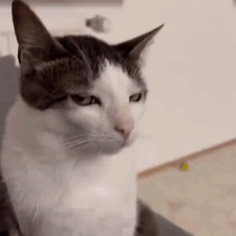 Stare Cat Stare GIF – Stare Cat stare Cat look – discover and share GIFs Cat Staring, I Hired This Cat To Stare At You, I Have Hired This Cat To Stare, 1000 Yard Stare Cat, Mood Gif, Scared Cat Meme, Cat Face Meme Hilarious, Silly Cats, Cat Gif