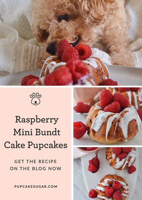 What started off as a dream has grown into a variety of pupcake flavors.  Each pupcake recipe is made with love and a story, or shall I say “pup-tale.”  This pupcake is Sugar tested, and Sugar approved.  Your dog will absolutely love this homemade dog treat recipe.  Perfect for dog birthday parties, a midday snack or to show a little love to your dog.  #homemadedogtreats #middaysnack #diydogtreats #dogtreats Homemade Dog Pupcake, Dog Pupcake Recipe, Macaroons For Dogs, Homemade Dog Donut Treats, Dog Baked Goods, Pupcake Dog Recipes, Raspberry Dog Treats, Dog Cupcake Recipe, Dog Desserts