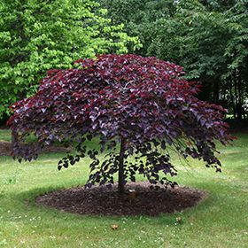 Ruby Falls Redbud, Weeping Redbud, Tree With Pink Flowers, Best Plants For Shade, Cercis Canadensis, Judas Tree, Ruby Falls, Purple Foliage, Weeping Trees