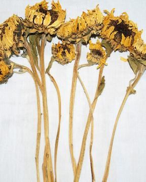 Dried Sunflowers Bunch, old-time favorite. How can you not love them! Wreaths Dried Flowers, Sunflower Bunch, Sphere Decor, Dried Sunflowers, Decorative Branches, Beach Decorations, Decorative Wreaths, Straw Decorations, Dried Wheat