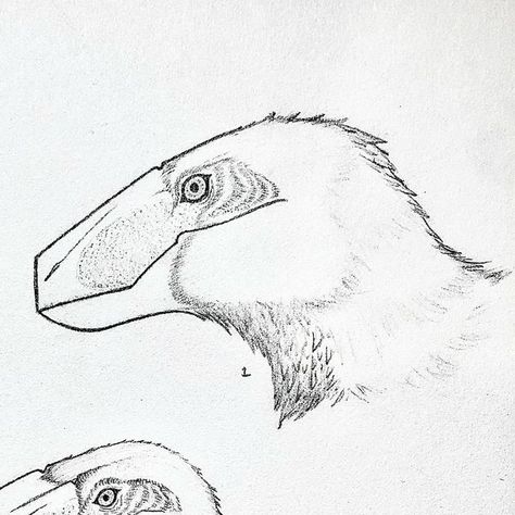 Diego on Instagram: "Decided to work on some Utahraptors. Want to shine the spotlight particularly on number 1, but the other 2 came out ok I suppose. From here on out, I’m gonna try and post sketches, and fully colored Dinos n such more frequently. Hopefully… #utahraptor #jurassicworlddominion #jurassicworld #paleoart #raptor #dinosaur #prehistoricplanet #sixfootturkey #sketches" Raptor Paleoart, Utahraptor Art, Raptor Sketch, Paleoart Dinosaurs, Dino Sketch, Dinosaur Anatomy, Raptor Bird, Dinosaur Drawings, Prehistoric Animals Dinosaurs