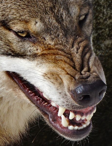 Hourly Wolves on Twitter: "HourlyWolves presents: https://t.co/8hxMQ3MeUk" / Twitter Wolf Nose, Wolf Angry, Black Wolves, Snarling Wolf, Tattoo Wolf, Angry Wolf, Wolf Life, Wolf Husky, Wolf Hybrid