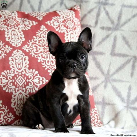 Frenchton Dog, Healthiest Dog Breeds, Designer Dogs Breeds, Puppy Litter, Greenfield Puppies, Puppy Find, Designer Dogs, Cute French Bulldog, Purebred Dogs