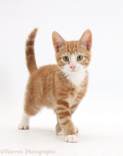 Walking Forward, Ginger Kitten, Kitten Photos, Cat Reference, Cat Pose, Cute Kitten, Cat Walk, Cat Illustration, Pictures To Paint