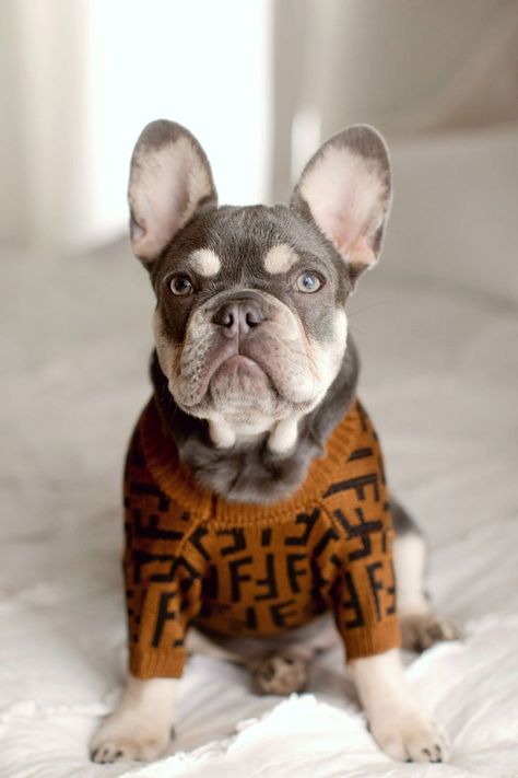 Dog Clothes for french bulldogs, small dogs to fashion-loving pet. Shop designer Luxury Dog Clothes now Sweater For Dogs, Pet Coats, Cat Essentials, Dog Winter Coat, Dog Essentials, Designer Dog Clothes, Cat Harness, Luxury Pet, Small Puppies