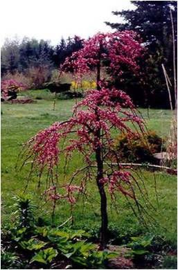 8 Smaller Trees that Make Great Focal Points Ornamental Trees Landscaping, Weeping Redbud, Small Weeping Trees, Small Ornamental Trees, Cercis Canadensis, Easy Backyard Diy, Weeping Trees, Trees For Front Yard, Redbud Tree