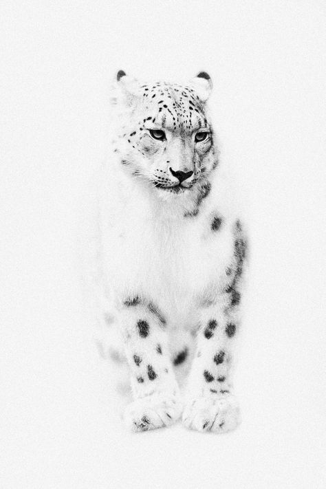 Snow Leopard Drawing, Snow Leopard Tattoo, Snow Leopard Art, Leopard Drawing, Cute Tattoo Ideas, Art Fair Booth, Crow Painting, Game Making, Leopard Tattoos