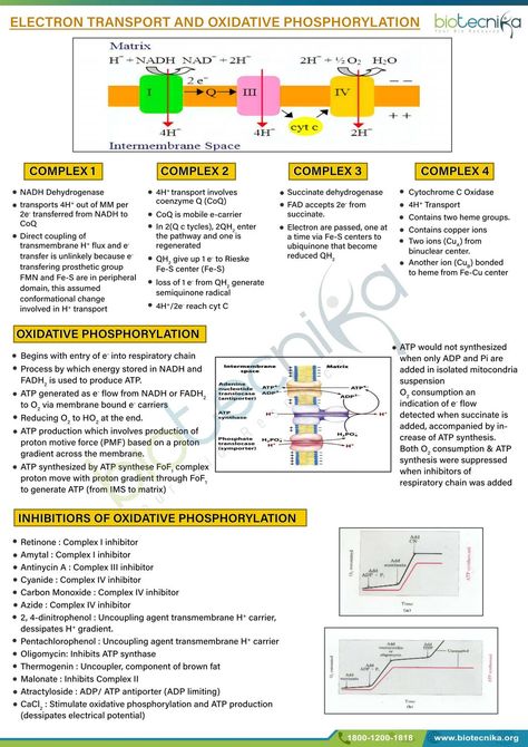 ELECTRON TRANSPORT AND OXIDATIVE PHOSPHORYLATION Electron Transport Chain Notes, Phd Hacks, Oxidative Phosphorylation, Biochemistry Notes, Electron Transport Chain, Human Physiology, Science Models, Evidence Based Medicine, College Notes