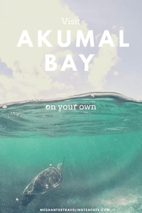 Akumal Beach is known for the turtles and beautiful white sand. Here' what you need to know about Akumal Beach. Akumal Beach, Akumal Mexico, Travelling Thailand, Mexican Vacation, Mexico Trip, Traveling Teacher, Koh Chang, Ao Nang, The Turtles