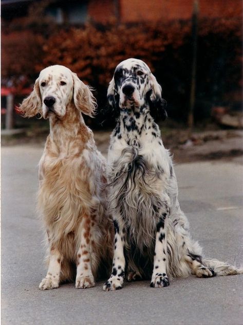 99+ Best English Setter Dog Names | The Paws Setter Puppies, English Setter Dogs, English Setters, Gordon Setter, Bird Dogs, English Setter, Irish Setter, Hunting Dogs, Cocker Spaniel