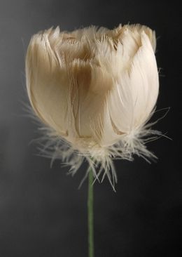 3.99 SALE PRICE! Add this textured Tan Feather Flower to centerpiece, bouquets, costumes, hats and more. Made with goose feathers, this peony-shaped blossom ... Feather Bouquet, Feather Flowers, Feather Decor, Feather Crafts, Feather Flower, Feather Art, Pink Lotus, Floral Supplies, Leather Flowers