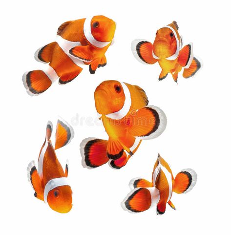 White Background Photography, Fish Sketch, Fish Background, Underwater Art, Fish Drawings, Exotic Fish, Stock Art, Clown Fish, Fish Painting