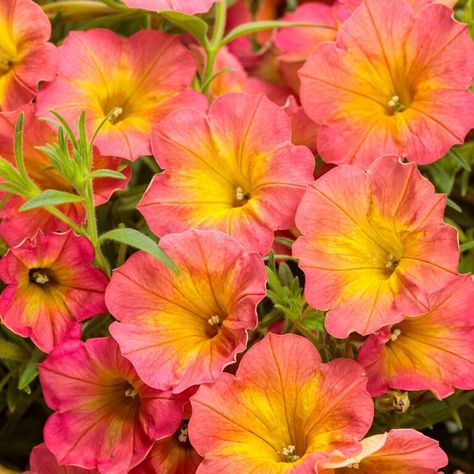 Landscaping 101, Bell Shaped Flowers, Florida Gardens, Flower Symbolism, Million Bells, Petunia Plant, Deadheading, 13 March, Orange Blossoms