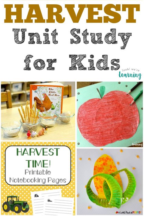 This harvest unit study is a fun way to learn about harvesting during autumn! Farmer Lesson Plans For Preschool, Harvest Vegetables Preschool, Harvest Unit For Preschool, Prek Units Of Study, Orchard Harvest Preschool Theme, October Homeschool Themes, Harvest Moon Activities, Autumn Unit Study, September Unit Studies