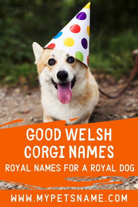 Corgis are known to have royal lineage. But thankfully, you don’t have to have royal blood to love one of these majestic dogs. Check out our list of good Welsh Corgi names to pick a name to match their royal stature.  #goodwelshcorginames #welshcorginames #goodcorginames Best Dogs For Kids, Corgi Names, Royal Lineage, Boy Dog Names, Welsh Names, Cool Name, Puppy Funny, Puppy Stages, Pembroke Welsh Corgi Puppies