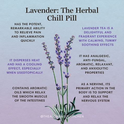 Magickal Herbs, Lavender Herb, Medical Herbs, Magic Herbs, Magical Herbs, Herbal Apothecary, Natural Healing Remedies, Healing Plants, Herbal Healing