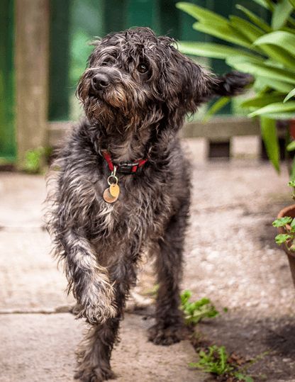 Undertale Dog, Schnoodle Dog, Scruffy Dogs, Schnauzer Mix, Beautiful Dog Breeds, Bulldog Breeds, Poodle Puppies, Unique Dog Breeds, Rare Dog Breeds