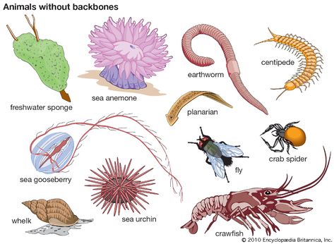 invertebrate | Definition, Characteristics, Examples, Groups, & Facts | Britannica Vertebrates And Invertebrates, Animal Life Cycles, Primary Science, Animal Groups, Earthworms, Arthropods, Animal Species, All Birds, Reptiles And Amphibians