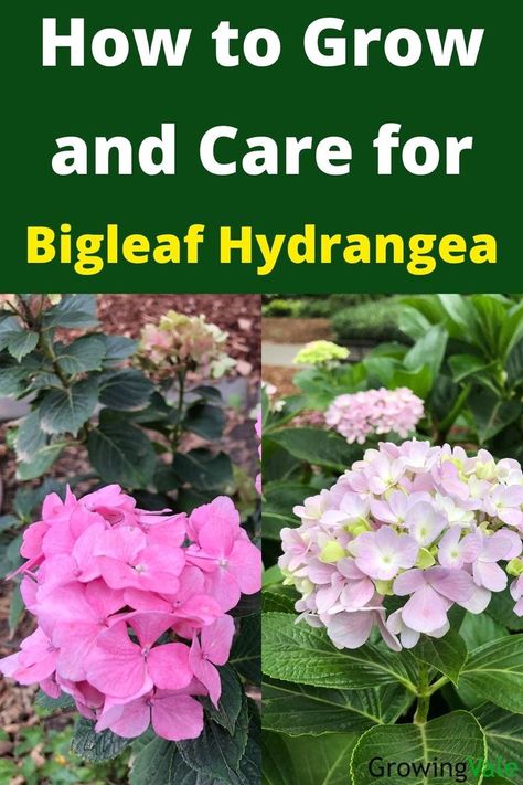 Bigleaf Hydrangea Care For Hydrangea Plants, Boho Hydrangea Plant, Macrophylla Hydrangea, Hydrangea Types, Hydrangea Plant Care, Hydrangea Shade, Propagating Hydrangeas, Hydrangea Plant, Hydrangea Seeds