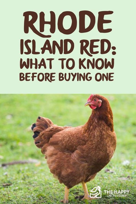 Rhode Island Red Hen, Rhode Island Red Chickens, Farm Pets, Backyard Coop, My Neighbourhood, Chicken Barn, Raising Farm Animals, Rhode Island Red, Types Of Chickens