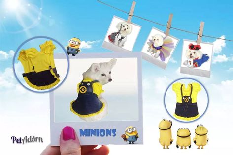 How to Make a DIY Minion Dog Costume For the Ultimate Pet Fashion Experience. Dog Costumes are a fun way to dress up your pet. They add an extra touch of fun and whimsy to any event you throw for your dog. Minion Dog, Minion Dog Costume, Diy Minions, Minion Costumes, Small Stuffed Animals, Diy Dog Costumes, Costume Sewing Patterns, Dog Clothes Patterns, Dog Halloween Costumes