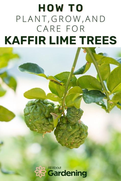 Kaffir Lime Plant, Persian Lime Tree, Mango Health Benefits, Lime Uses, Citrus Plant, Kaffir Lime Leaves, Lime Tree, Kaffir Lime, Indoor Plant Care