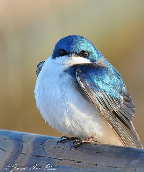 Puffy Blue Bird sees you :-) Tree Swallow, Fat Bird, American Birds, Bird Sitting, Pretty Birds, Colorful Birds, Cute Birds, Little Birds, Small Birds