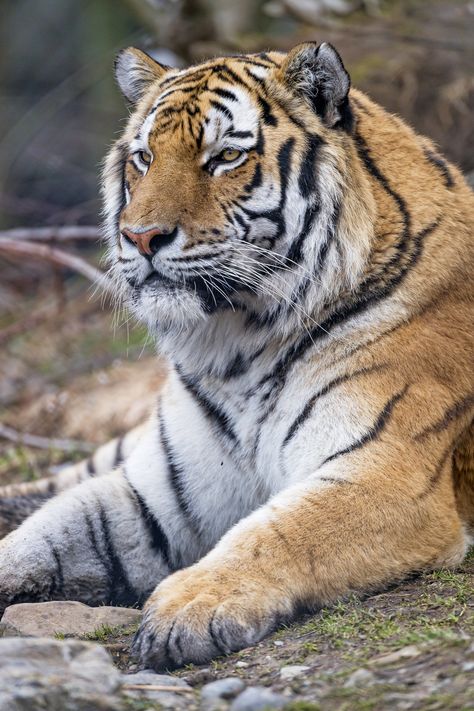 Male Tiger, Siberian Tiger, Snakes, Tigers