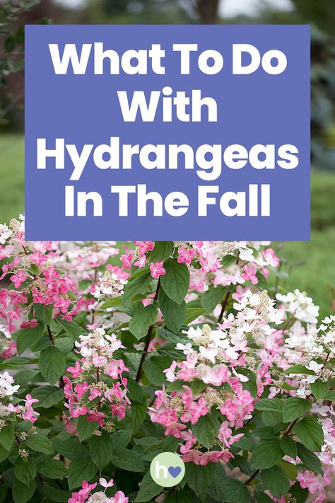 Wondering what to do with hydrangeas in the fall? Read our comprehensive guide to find out all about autumn hydrangea care. Cut Hydrangea Care Tips, Hydrangea Fall Care, Hydrangea Care In Fall, Azaleas And Hydrangeas Together, Care For Hydrangea Plants, Trimming Hydrangeas In Fall, When To Plant Hydrangeas In Ground, How To Prune Hydrangeas In The Fall, Incrediball Hydrangea Care