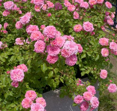 The Sweet Drift® Rose | Star® Roses and Plants Groundcover Roses, Ornamental Horticulture, Drift Roses, Ground Cover Roses, Hillside Garden, Garden Centers, Types Of Roses, Garden Nursery, Ground Cover Plants