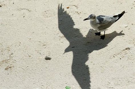 shadows that tell a different story Photo Illusion, Image Illusion, Types Of Dragons, Photography Career, Photo Fails, Perfectly Timed Photos, Shadow Photos, Shadow Art, Daily Pictures