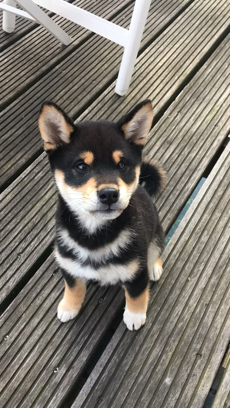 Shiba Inu Puppy Black, Black Shiba Inu Dog, Black Shiba, Riza Hawkeye, Shiba Inu Puppy, Shiba Inu Dog, Cute Dog Pictures, Puppies And Kitties, Like Animals