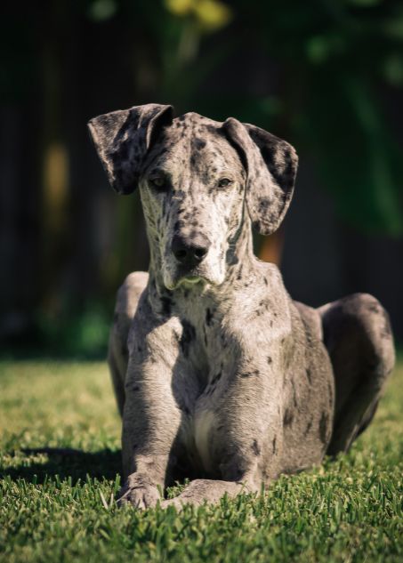 Usually, a Merle Great Dane puppy holds a white muzzle. Tip of tail, chest, and toes also appear black or white for Merle Great Dane dogs. A darker coat color which is usually grey with grey splotches is regarded as a recognised coat color pattern for a Merle Great Dane dog. Grey And Black Great Dane, Great Dane Merle, Great Dane Aesthetic, Grey Great Dane, Great Dane Colors, Merle Great Danes, Black Great Danes, Blue Great Danes, Top Dog Breeds