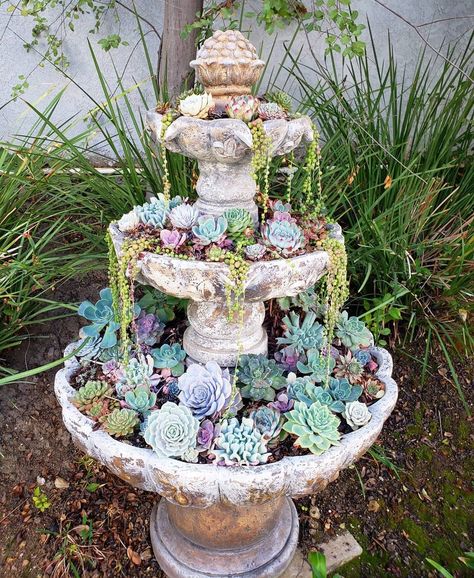 Fountain Planter Ideas, Succulent Fountain, Fountain Planter, Succulent Rock Garden, Succulent Landscape, Different Types Of Succulents, Types Of Succulents Plants, Succulent Species, Landscape Design Ideas