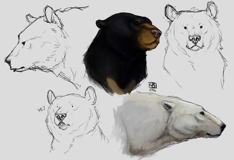 Human Bear Drawing, Polar Bear Concept Art, Black Bear Sketch, Bear Head Drawing, Bears Drawing, Bear Oc, Bear Character Design, Polar Bear Drawing, Bear Sketch