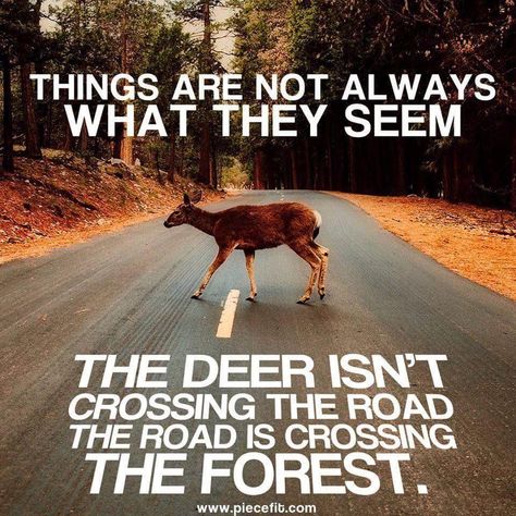 A Deer, Animal Quotes, Reality Quotes, A Sign, Wise Quotes, The Words, Great Quotes, Wisdom Quotes, True Quotes