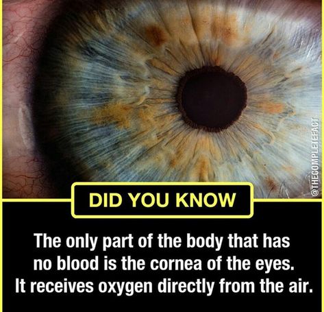 Check our profile now for daily interesting facts Did You Know Medical Facts, Science Trivia Interesting Facts, Medical Facts Interesting, Cool Facts Mind Blowing, Interesting Science Facts Mind Blown, Amazing Science Facts Mind Blown, Random Science Facts, Macro Fotografia, Science Facts Mind Blown