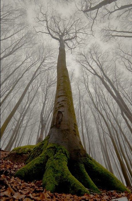 Photo of tree roots, body, and tree top from ground point of view.    ***** Referenced by 1 Dollar Website Hosting  (WHW1.com):  Best Business Hosting. Affordable, Reliable, Fast, Easy, Advanced, and Complete.©  FREE Sites. Ask. 숲 사진, Magical Tree, Foto Tips, Trik Fotografi, Human Face, Alam Yang Indah, Beautiful Tree, Beautiful Photography, Amazing Nature