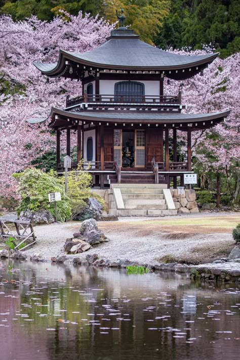 Kyoto Japan Cherry Blossom, Kyoto Temple, Japan Temple, Japanese Garden Landscape, Japan Cherry Blossom, Japanese Shrine, Traditional Japanese House, Japan Landscape, Japan Architecture