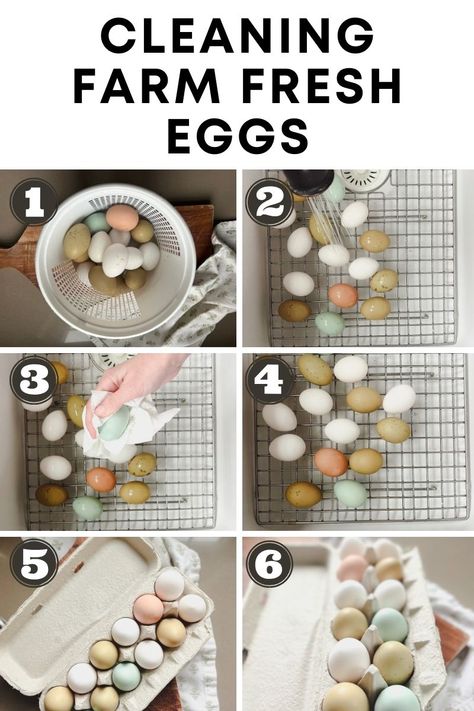 Are your farm-fresh eggs looking a tad too farm-fresh? Fear not, we've got you covered! Here's how to clean eggs from your backyard chickens. How To Wash Farm Fresh Eggs, Floating Eggs, Farmhouse Life, Egg Christmas, Farm Fresh Recipes, The Barnyard, Farm Eggs, How Do You Clean, Sustainable Community