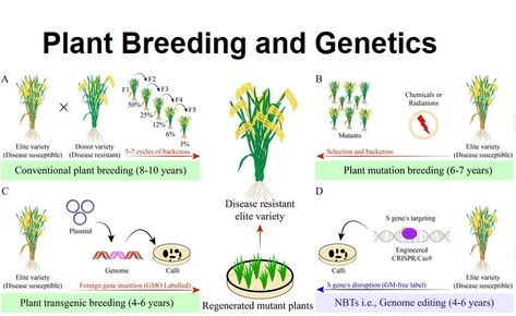 Help you in plant breeder and genetics by Muhammadusmaan8 Seed Companies, Genetic Diversity, Crop Protection, Plant Breeding, Design Podcast, Plant Journal, Genetic Engineering, Technical Writing, Historical Background