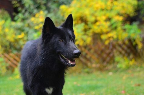 ~Some of these dogs (Black Tamaskan) look a little more like their relatives the wolf rather than the Czechoslovakian WolfDog! This one looks like a GermanShepherd merged with a wolf...~YFCFXD Utonagan Dog, Tamaskan Dog, Northern Inuit Dog, Dog Mixes, Most Beautiful Animals, Companion Dog, Stone Mountain, Wolf Dog, Losing A Dog