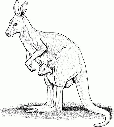 Free Printable Kangaroo Coloring Pages For Kids Kangaroo Coloring Page, Kangaroo Drawing, Kangaroo Illustration, Kangaroo Art, Red Kangaroo, Animal Coloring, Australian Animals, Coloring Pages To Print, Arte Animal