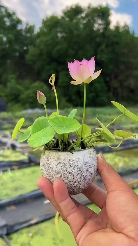 Do you fancy a cup of bowl lotus 🪷 #seedconnect #gardening #gardeningtips | Seed Connect | Seed Connect · Original audio Lotus Flower Seeds, Lotus Garden, Lotus Seed, Lotus Plant, Lotus Bowls, Gothic Garden, Flowers Petals, Forest Garden, Plant Mom