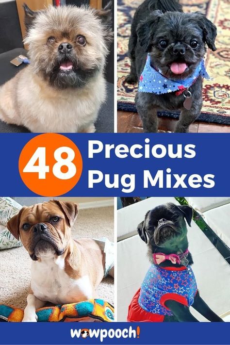 List Of Pug Mix Breed Dogs Shitzu Poodle Mix, Pug Mixed Breeds, Mix Breed Dogs, Shitzu Poodle, Dalmatian Mix, Terrier Mix Breeds, Pug Breed, Rat Terrier Mix, Cocker Spaniel Mix